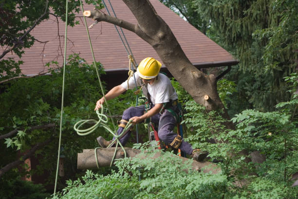  Fond Du Lac, WI Tree Care Pros