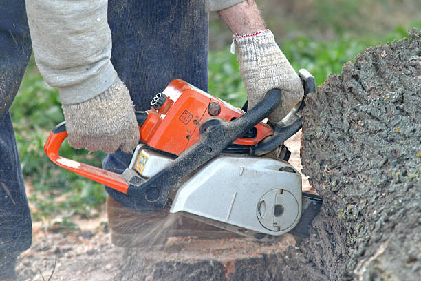 How Our Tree Care Process Works  in  Fond Du Lac, WI