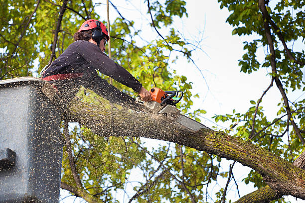 Reliable Fond Du Lac, WI Tree Care Solutions